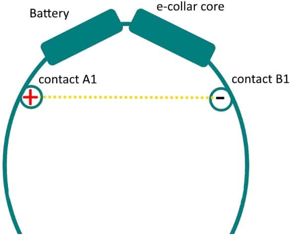 Chameleon E-collar electrical flow with 2 contact points