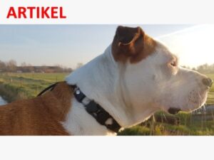 training met chameleon