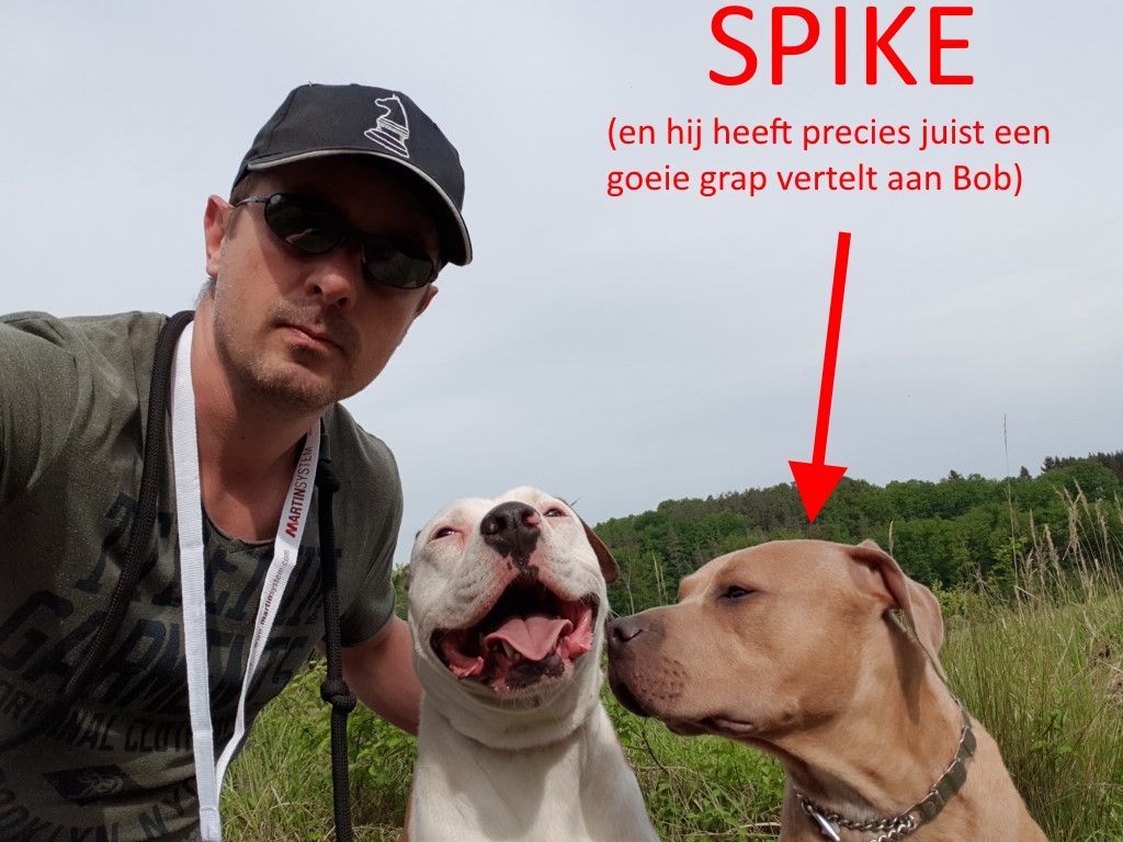 Spike de American Staffordshire Terrier