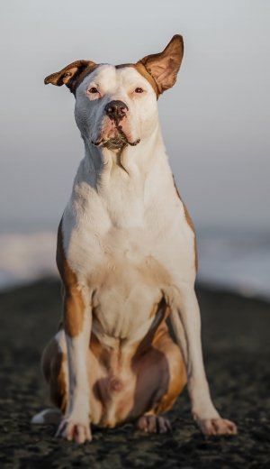 GoBobby hondentraining en gedragstherapie pitbull Bob
