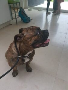 Old English Bulldog hondentraining