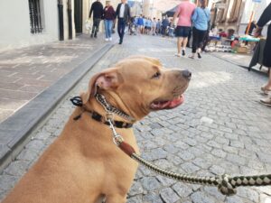 Hondentraining Brugge