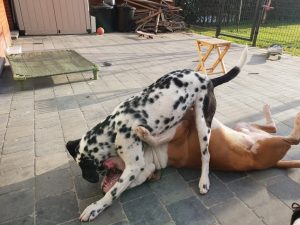 spel tussen honden