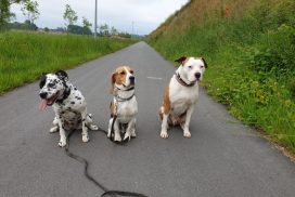 impulscontrole pitbull, beagle en dalmatiër