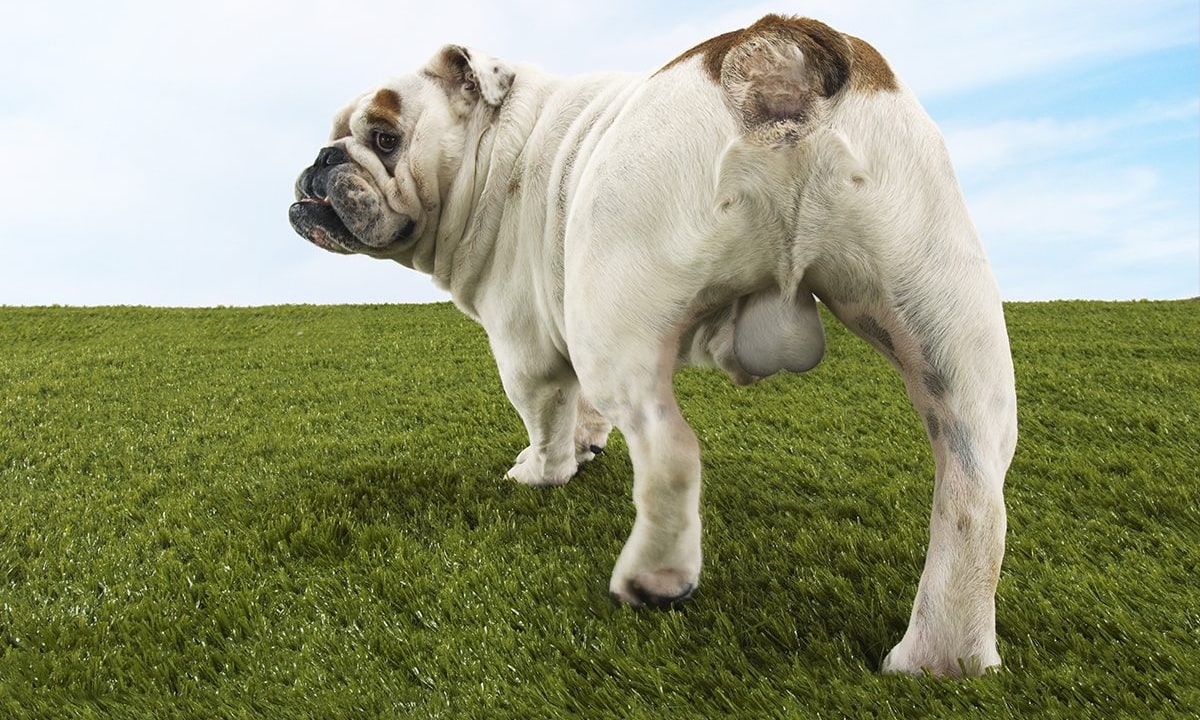 Je hond Castrereren, steriliseren of intact laten? GoBobby hondentraining