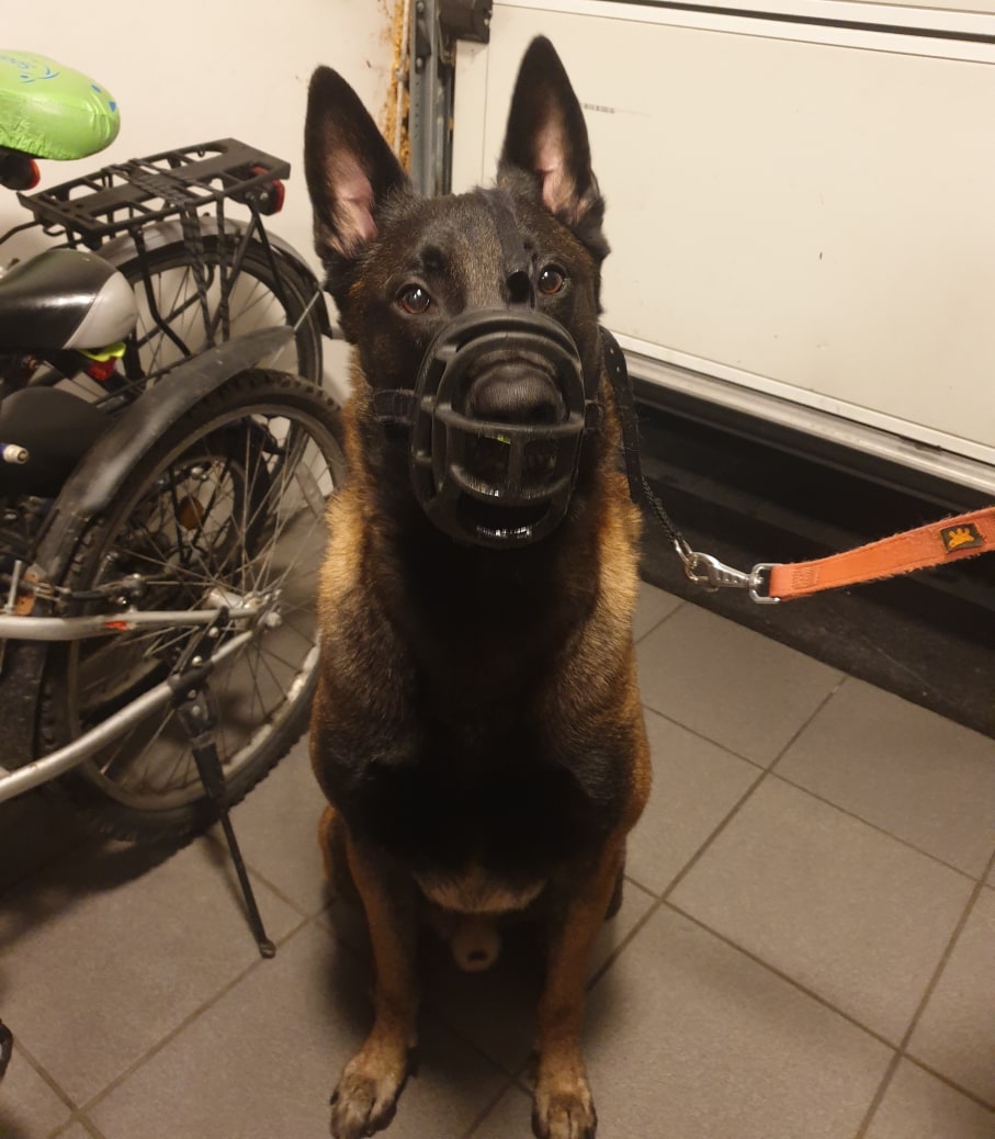 Mechelse herder Karak tijdens de training