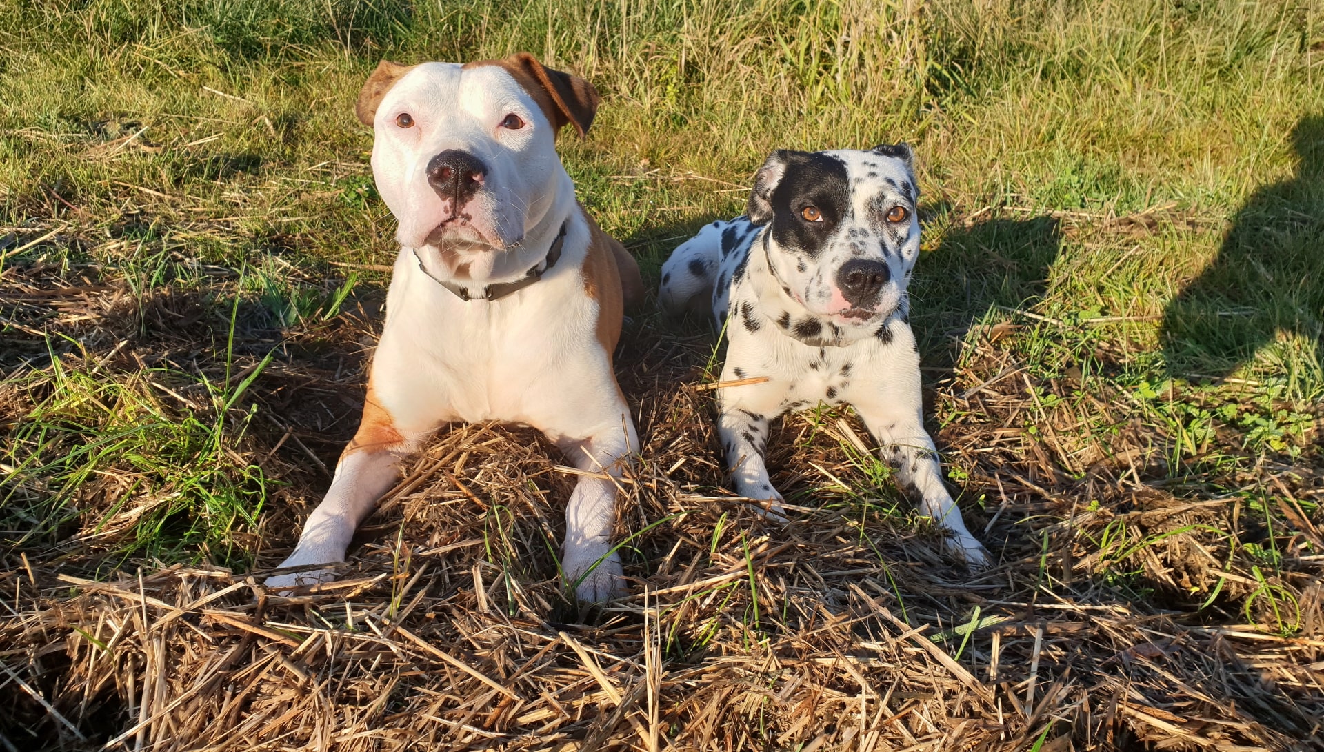 Recall training met e-collar