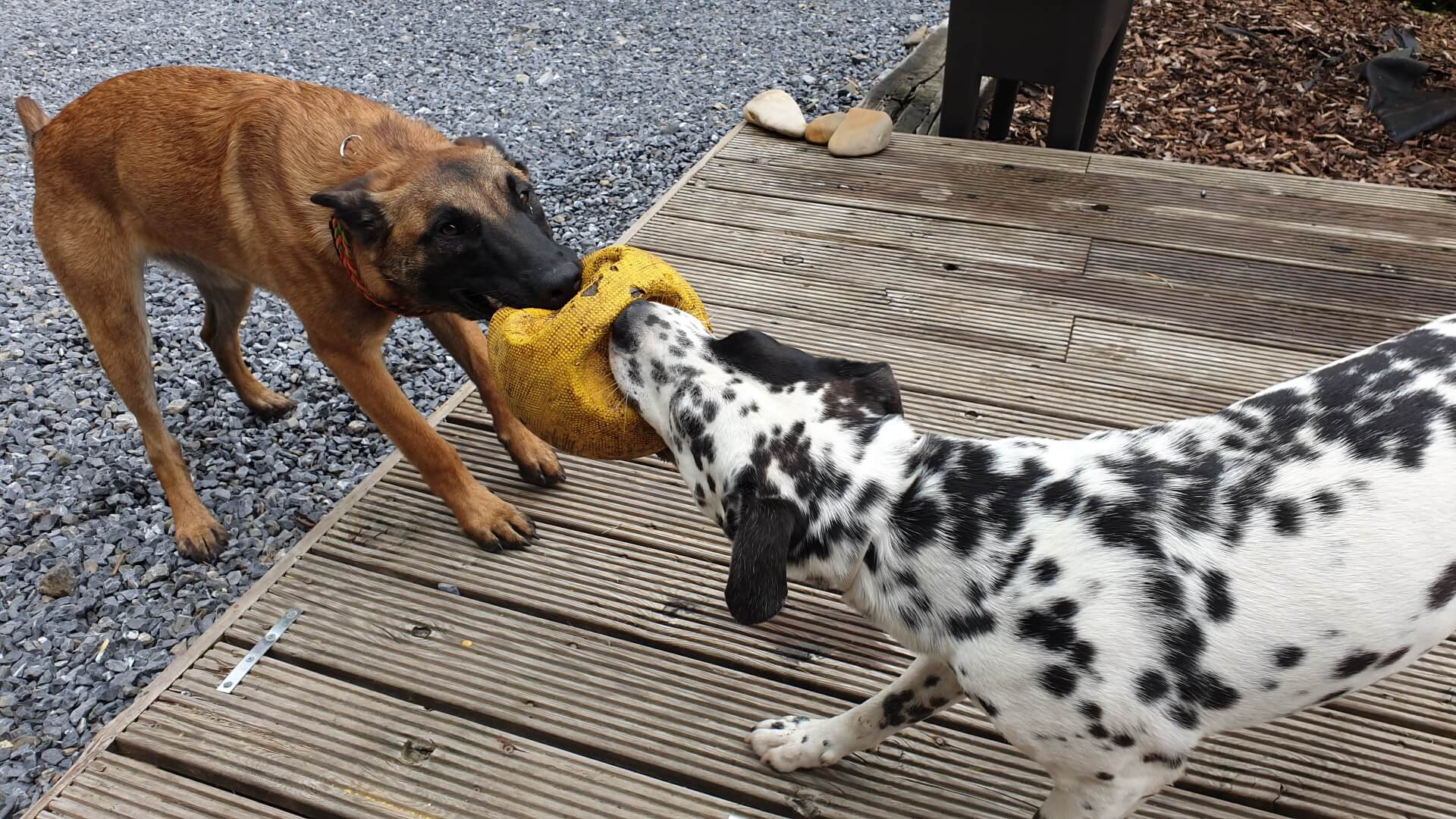Cayenne en Bixy