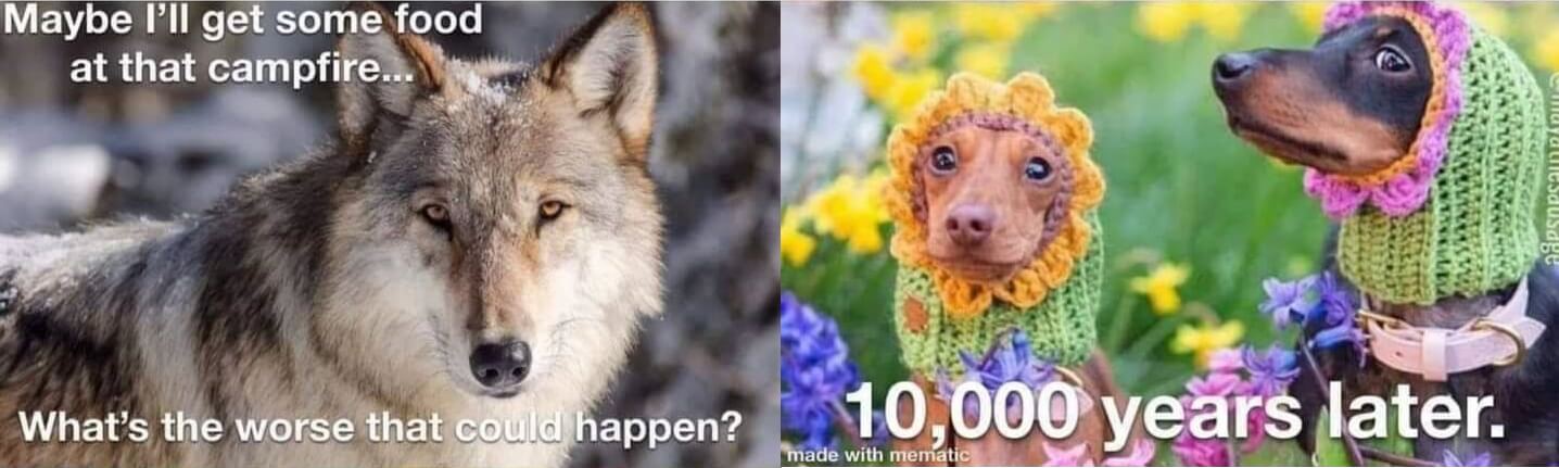 Domesticatie: van wolf tot hond