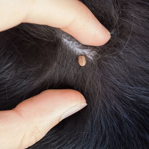 Teek bij een hond