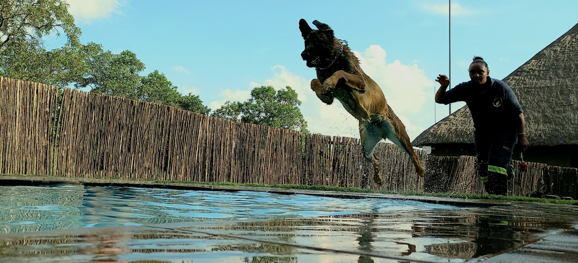 Habituatietraining met Mechelse herder Apollo in het zwembad