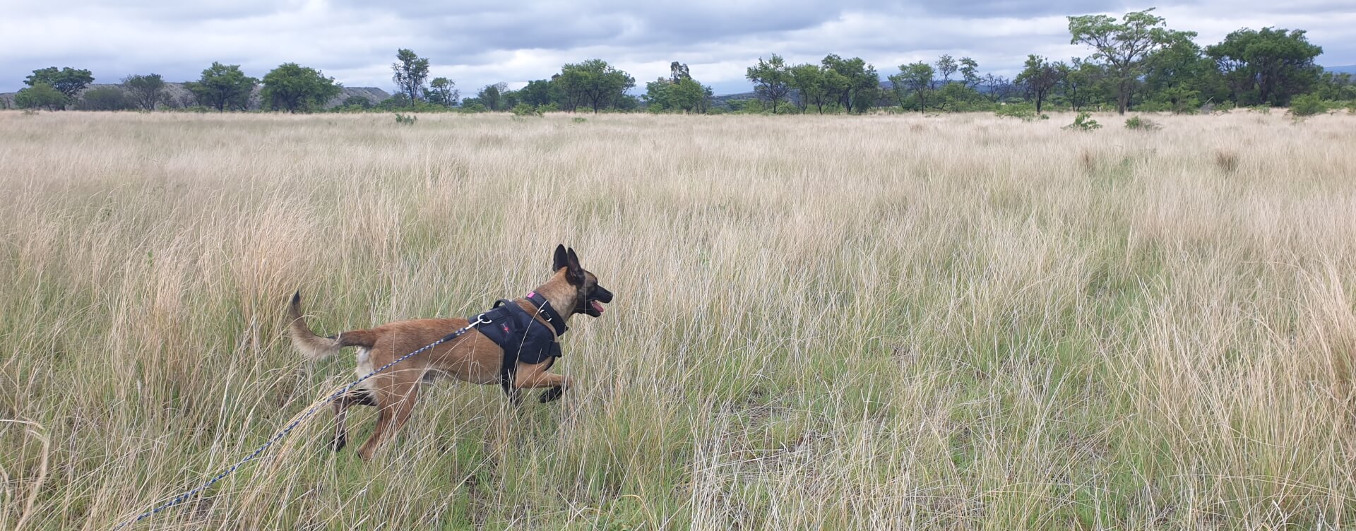 Mechelse herder trailing Zuid-Afrika