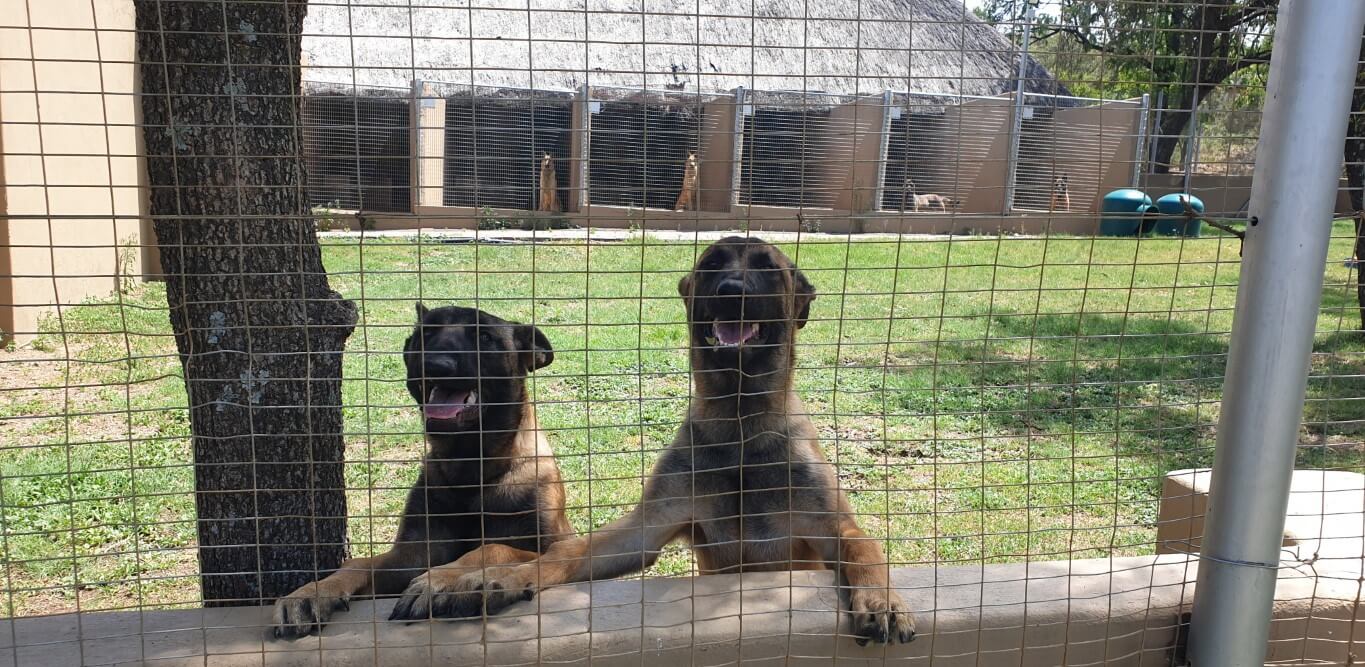 Smiling dogs Zuid-Afrika