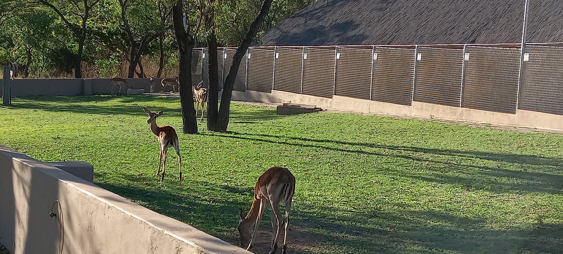 De impala's grazen naast de kennels van de honden.