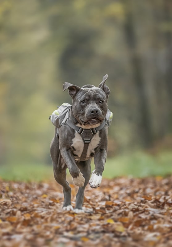 Een hond heeft dagelijks beweging nodig