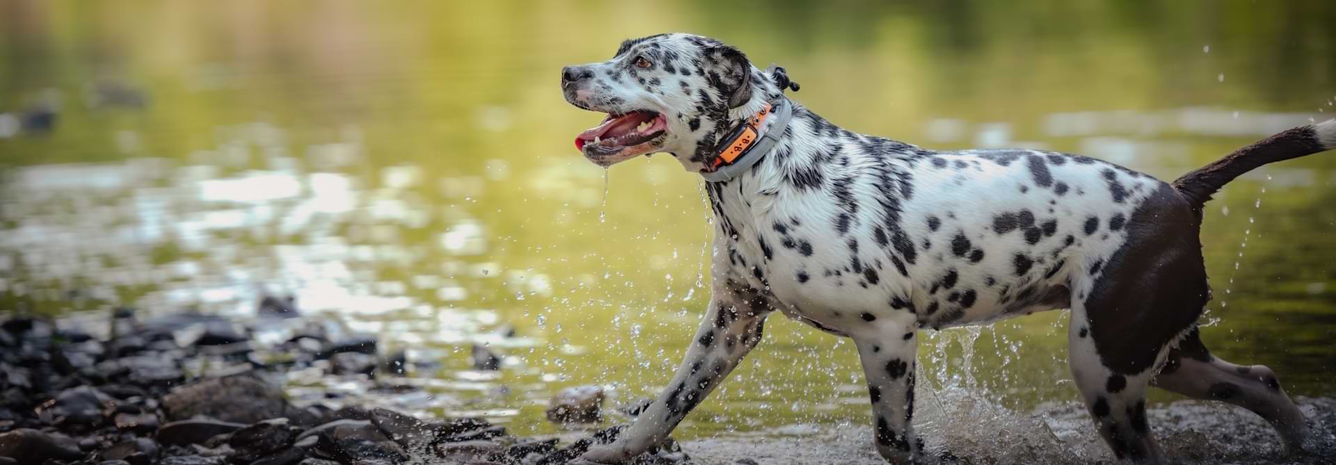 Dalmatiër stapt vrolijk door het water