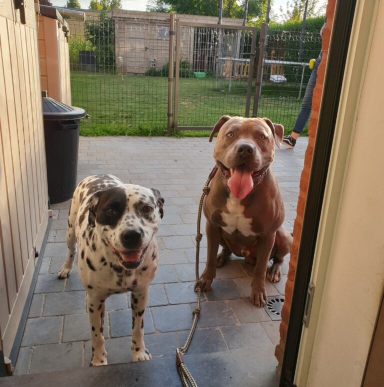 Rubble de American Bully samen met een andere hond