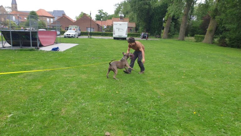 Rubble de American Bully tijdens speltraining op het gras