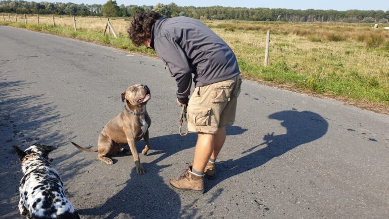 Rubble de American Bully tijdens 'the art of attention'-training, met een andere hond in de buurt