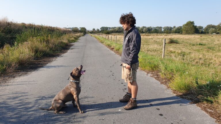 Rubble de American Bully kijkt op naar zijn baasje tijdens 'the art of attention'-training