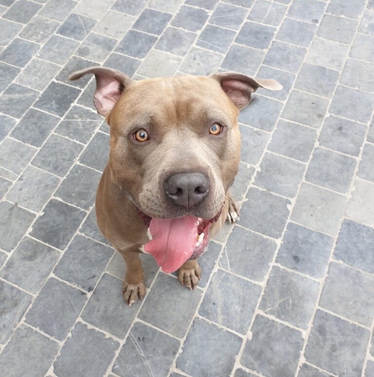 Close-up van Rubble de American Bully
