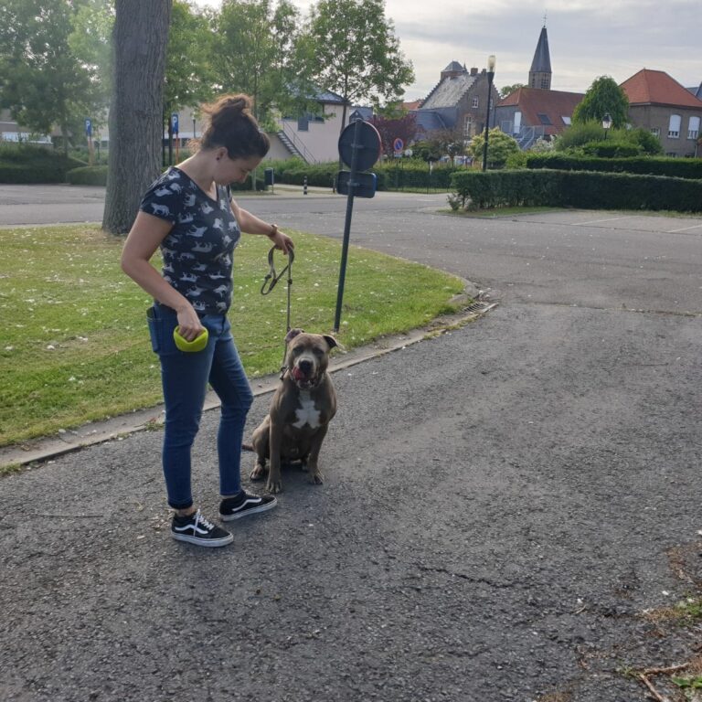 Rubble de American Bully zit naast zijn baasje op het pad