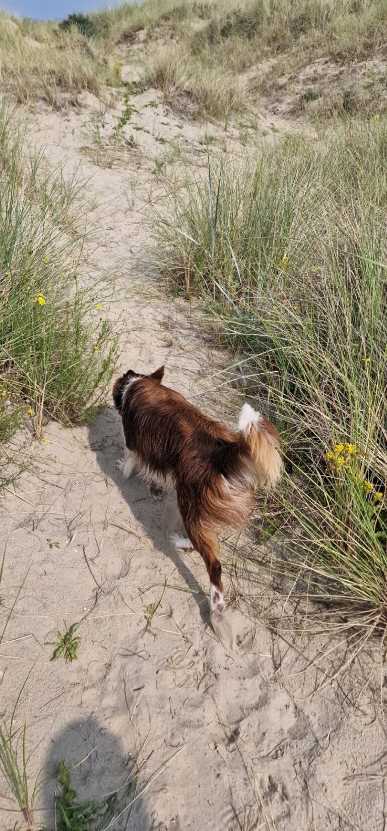 Roza de border collie op training in de duinen van Zeebrugge