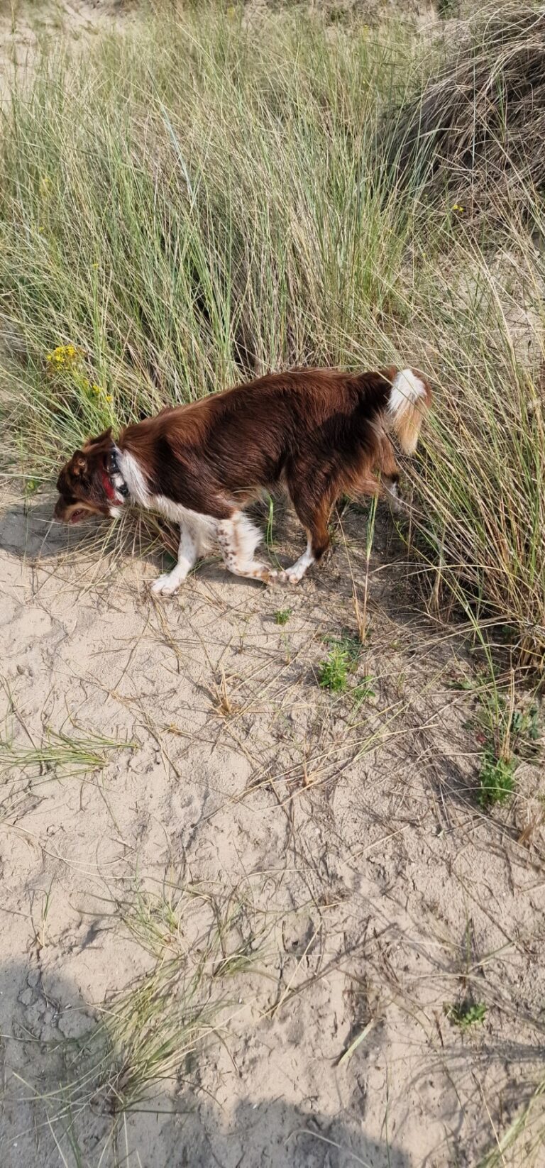 Roza de border collie tijdens recalltraining in de duinen