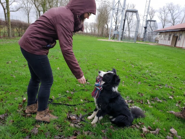 Cuba de border collie wacht geconcentreerd tijdens impulscontroletraining