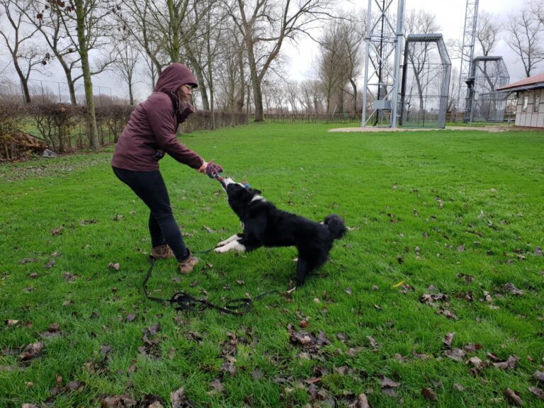 Cuba de border collie speelt trektouw tijdens speltraining