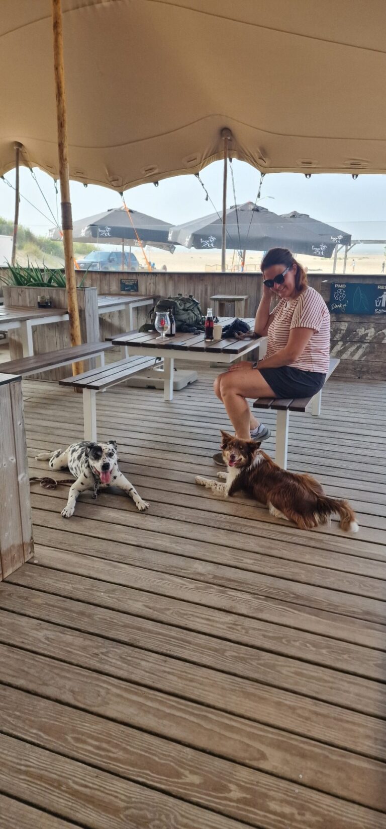 Roza de border collie ligt rustig op een terras aan zee