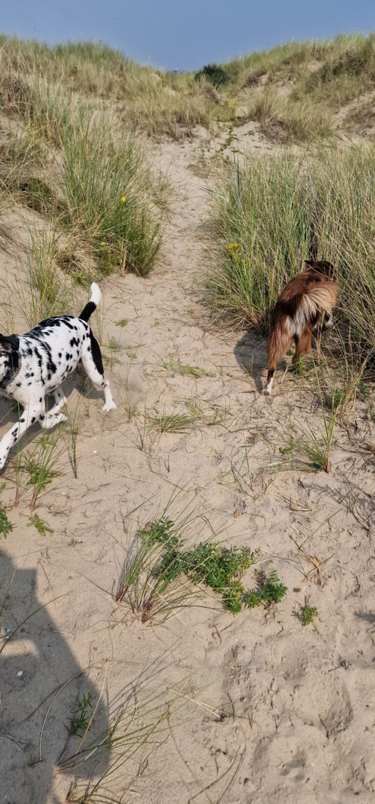 Roza de border collie samen met een dalmatiër in de duinen