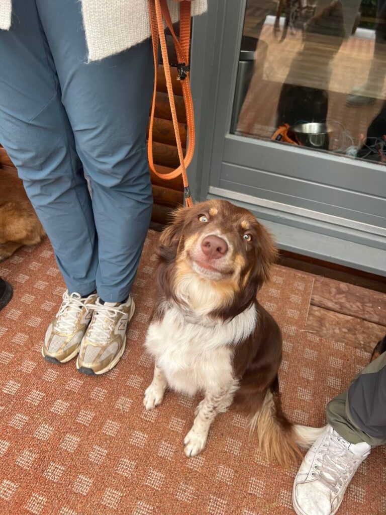 Roza de border collie zit rustig aan de voeten van haar baasje