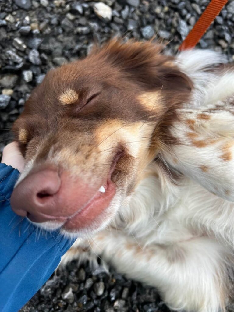 Close-up van Roza de border collie die geniet van wat aandacht