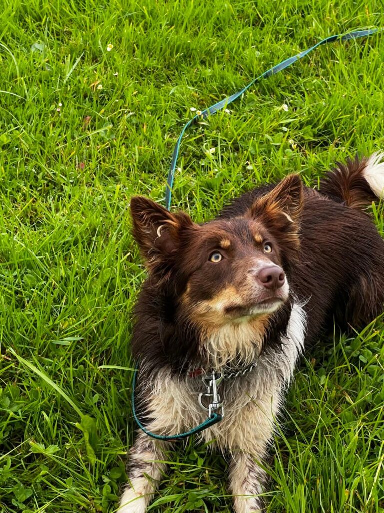 Roza de border collie aan de lijn op het gras