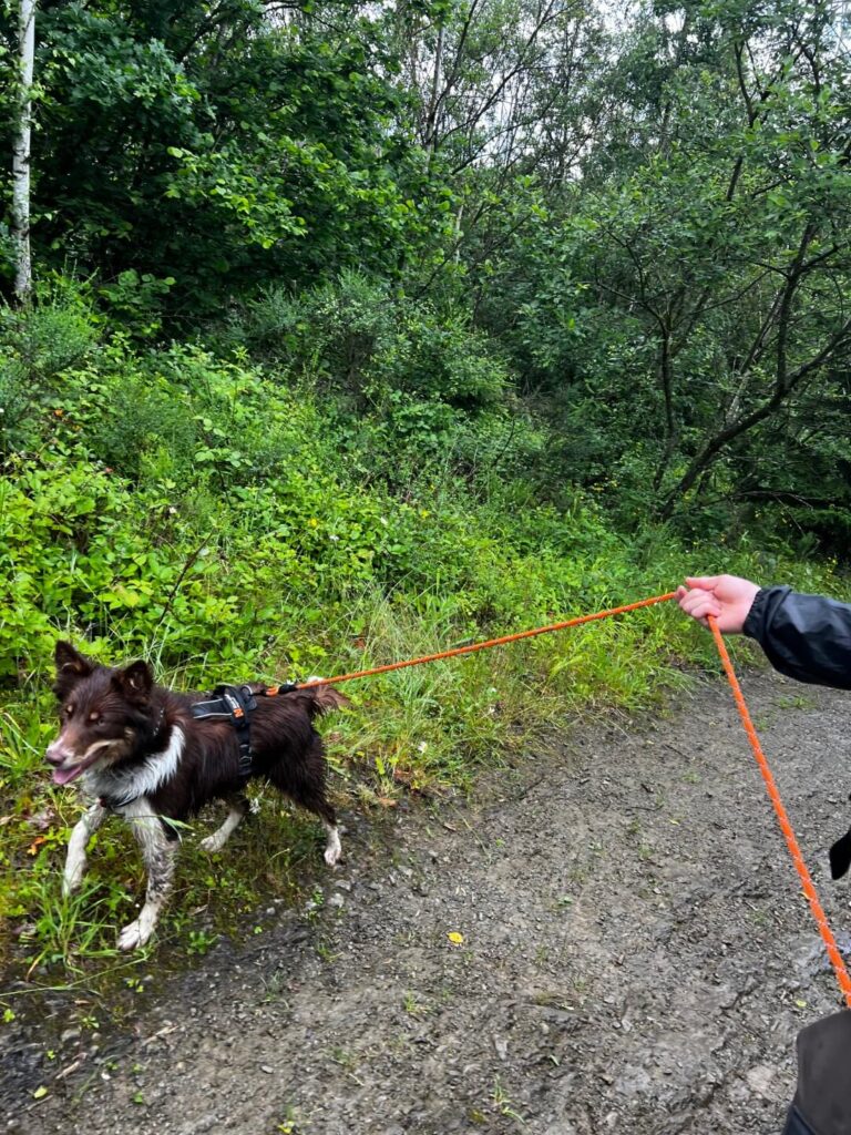 Roza de border collie aan de lange lijn tijdens speurtraining in het bos