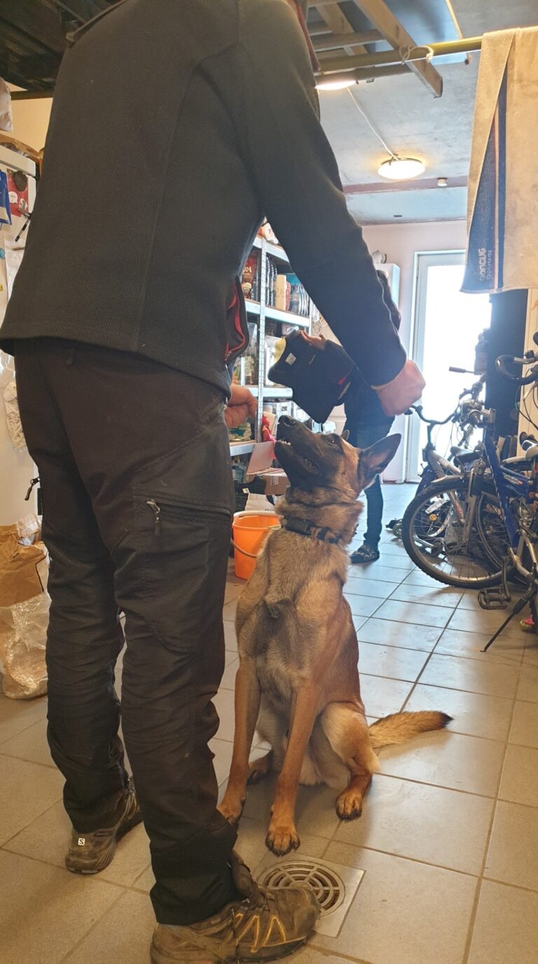 Brutus de Mechelse herder zit aandachtig naast zijn baasje tijdens 'the art of attention'