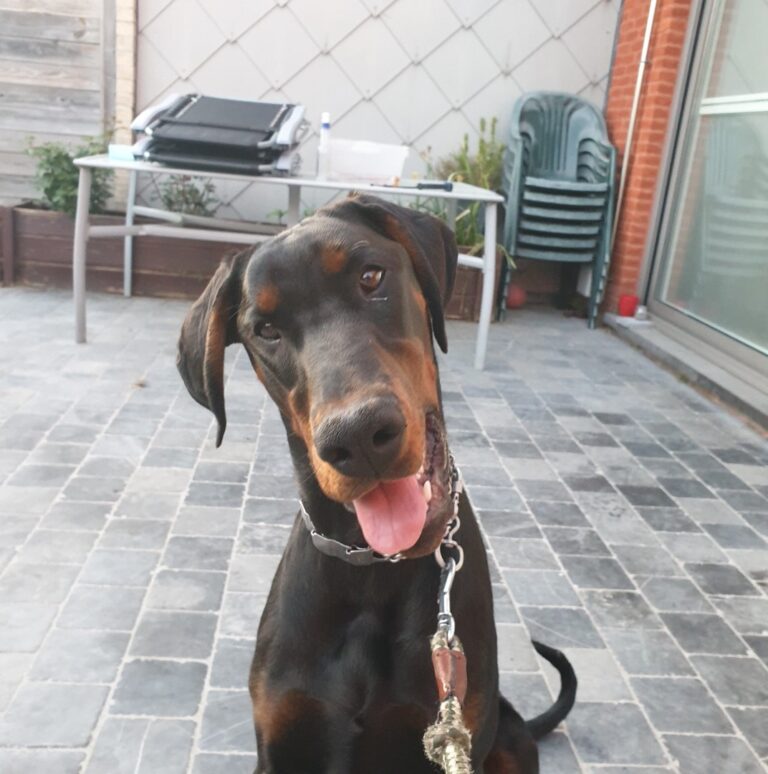 Max de dobermann zit vrolijk op het terras