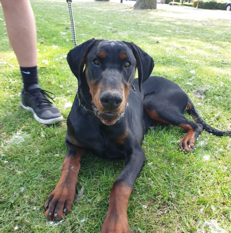 Max de dobermann ligt op het gras