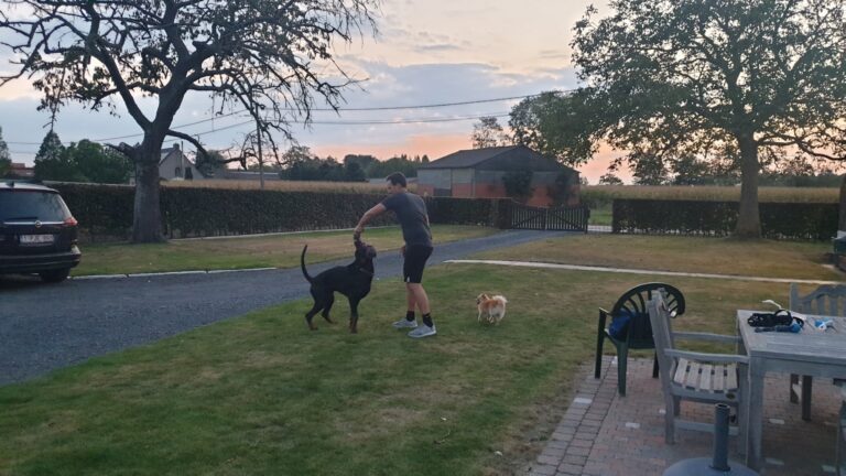 Max de dobermann tijdens spel en impulscontrole in de tuin