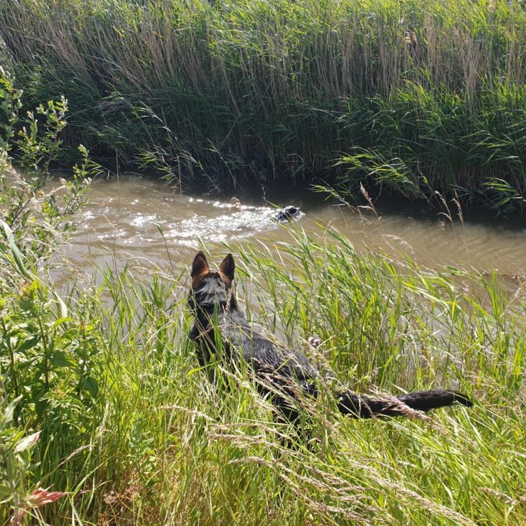 Sparta de Duitse herder kijkt om in het hoge gras aan de waterkant