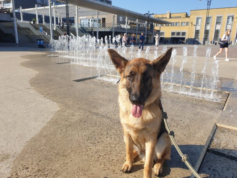 Spike de Duitse herder zit bij de fonteinen aan het station van Brugge