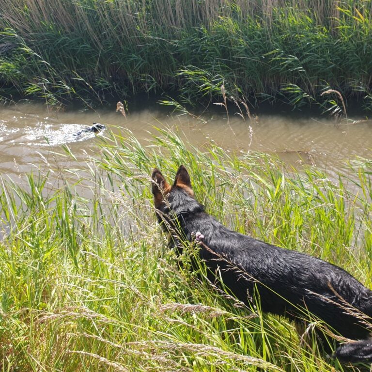 Sparta de Duitse herder in het hoge gras aan de waterkant