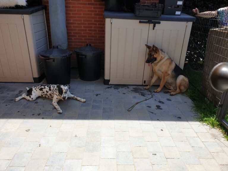 Spike de Duitse herder zit rustig, met een dalmatiër die verderop ligt