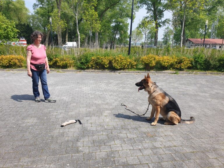 Spike de Duitse herder wacht op afstand tijdens impulscontroletraining