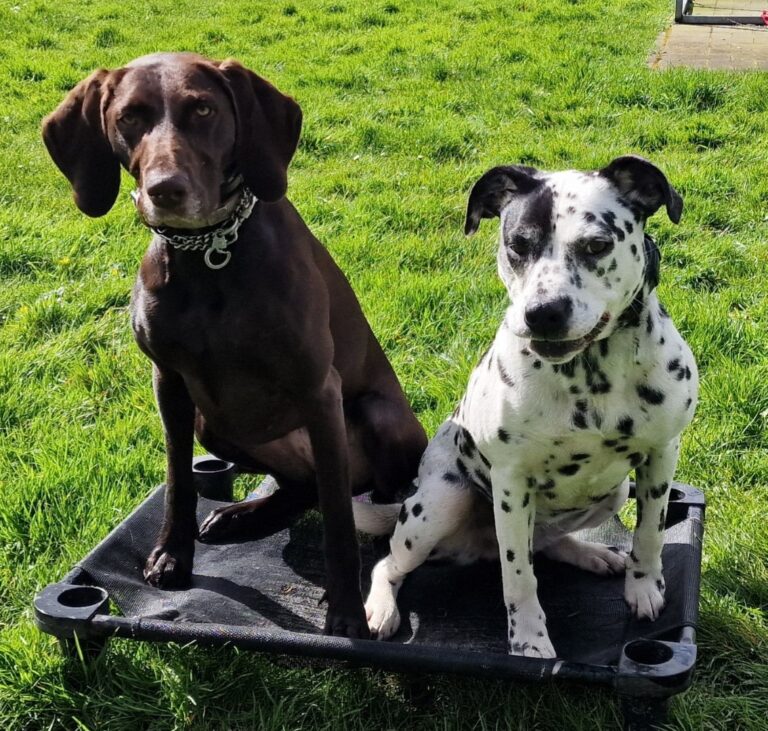 Coco de Duitse staande zit samen met een dalmatiër op een verhoogde plaats