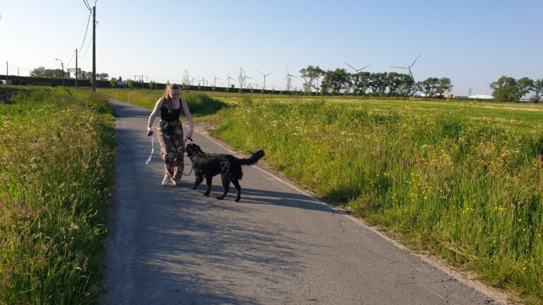 Ike de flatcoated retriever wandelt met zijn baasje over een landweg