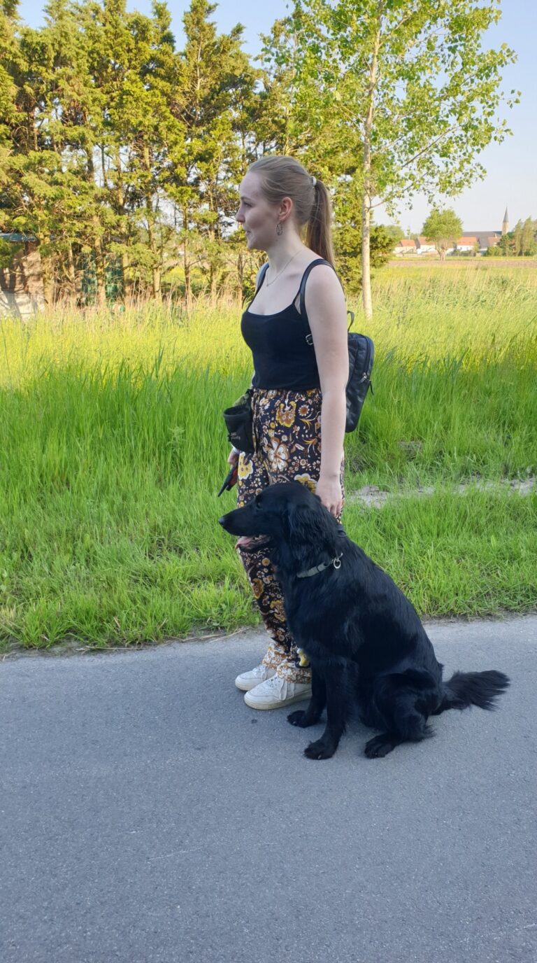 Ike de flatcoated retriever zit netjes naast zijn baasje