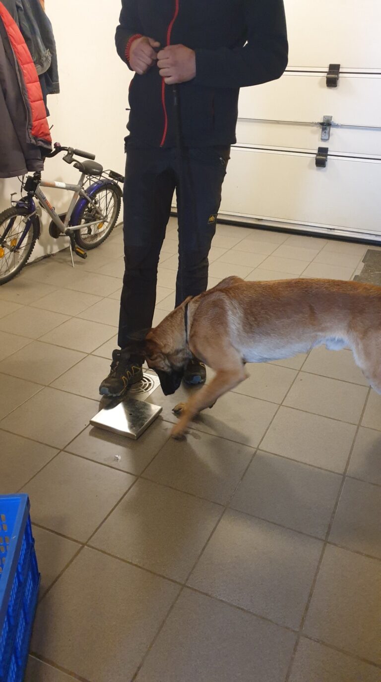 Brutus de Mechelse herder tijdens free shaping