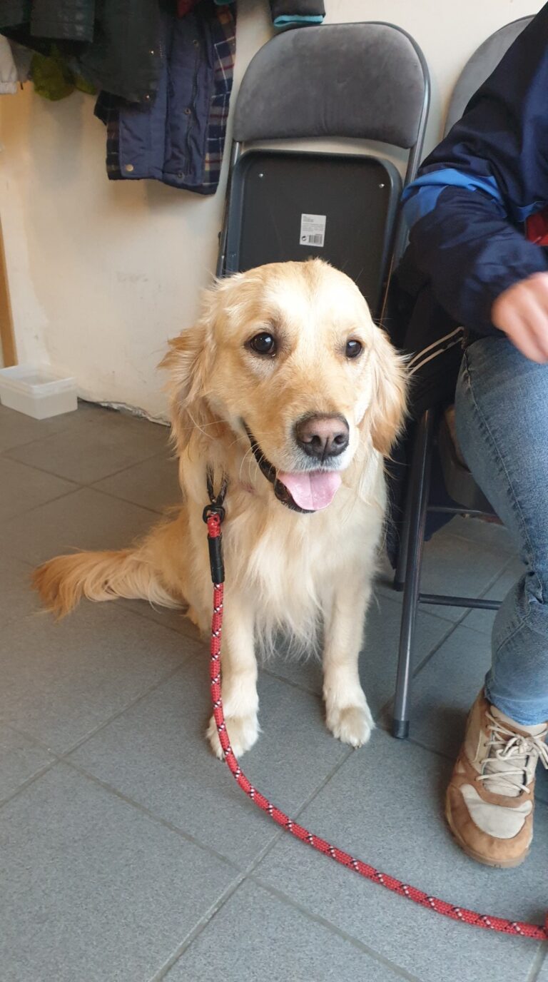 Sienna de golden retriever zit naast haar baasje